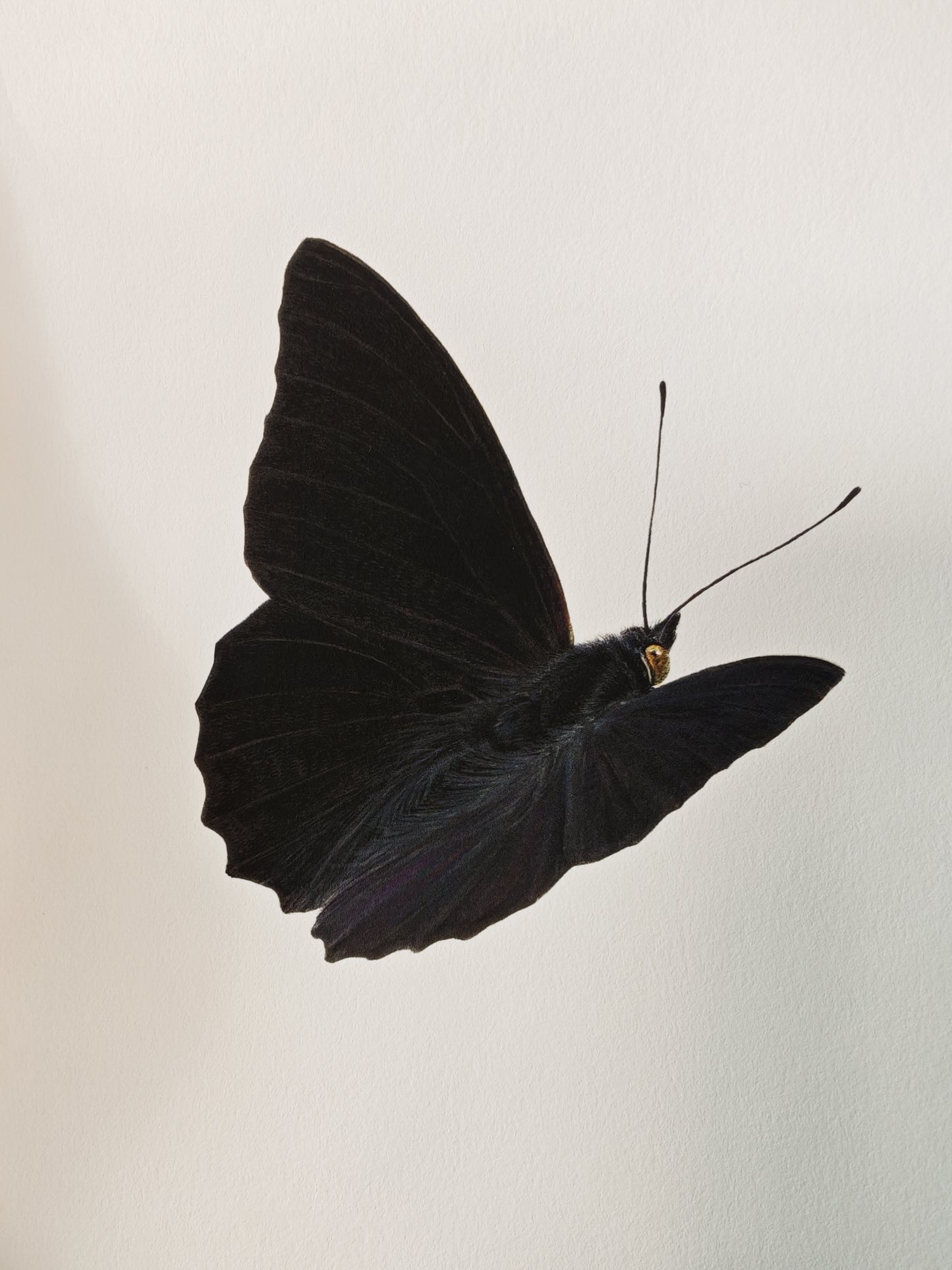 Black Emperor, A4 size limited edition art print