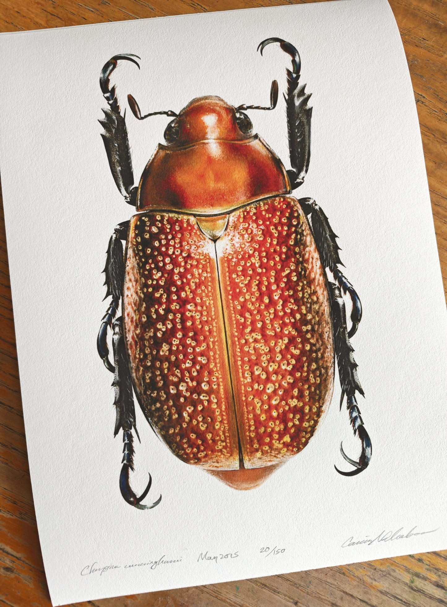Chrysina cunninghami - limited edition art print, Jewel Scarab. A4 size