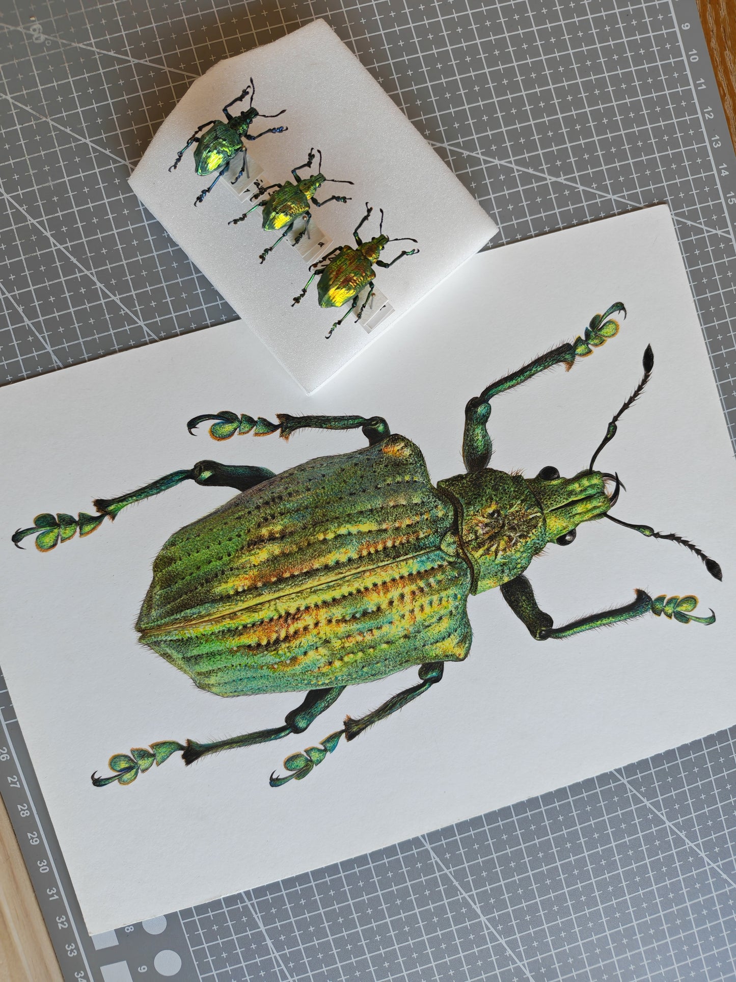 Lamprocyphus augustus, weevil framed original artwork