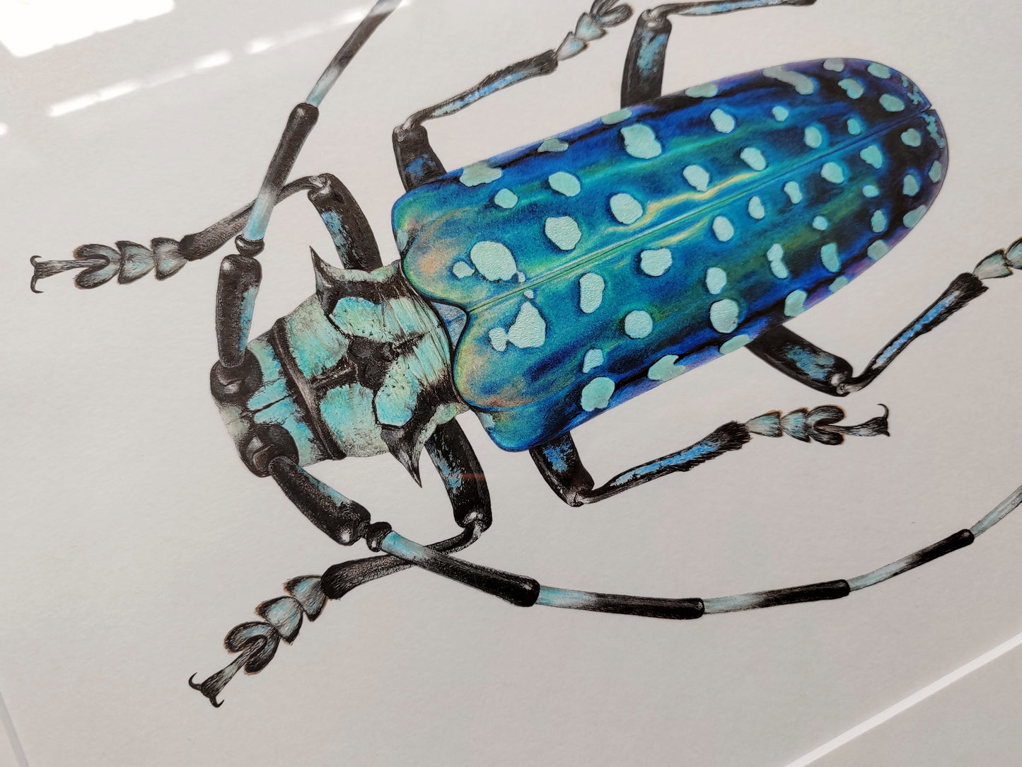 Anoplophora sollii, framed original artwork