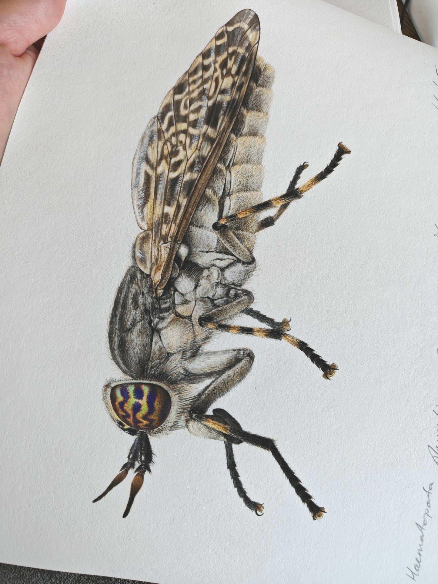 Haematopota pluvialis, Cleg fly limited edition art print A4 size