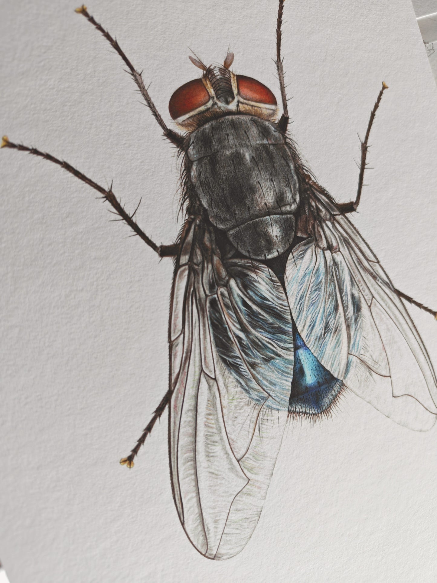 Calliphora vomitoria, Bluebottle fly, A4 size limited edition art print