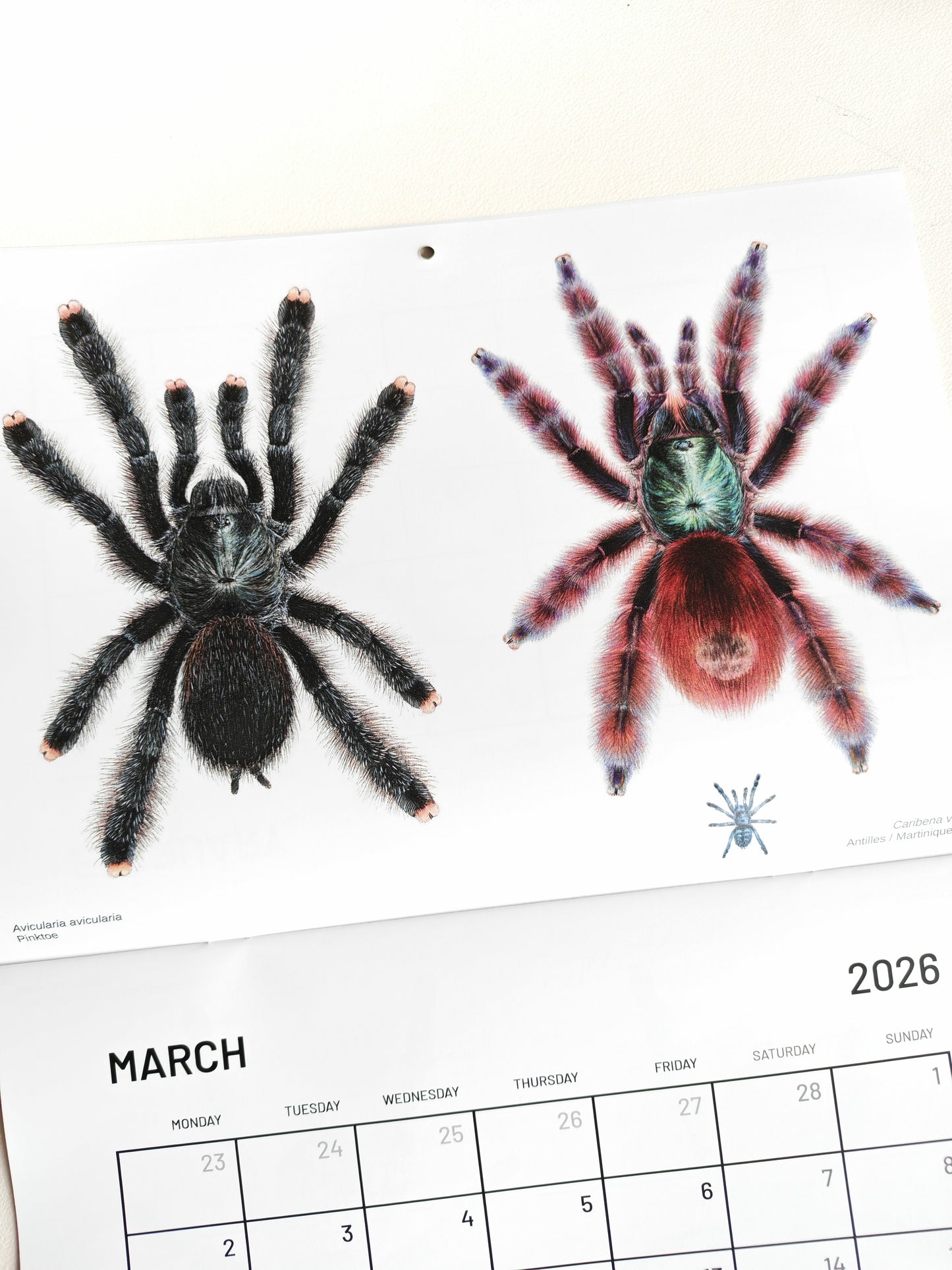 Tarantulas artwork calendar 2026