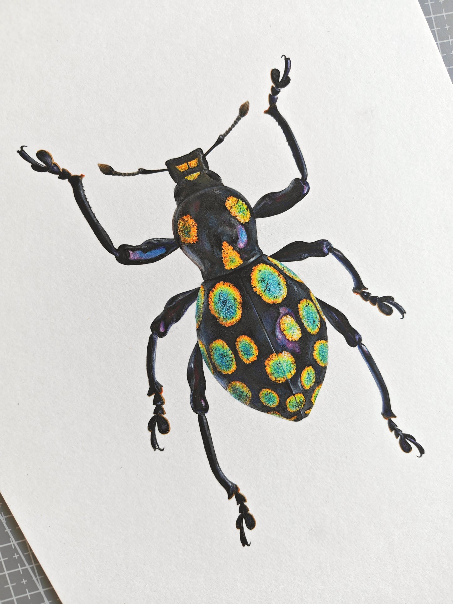 Pachyrhynchus congestus pavonius, weevil. Framed  Original hand drawn artwork