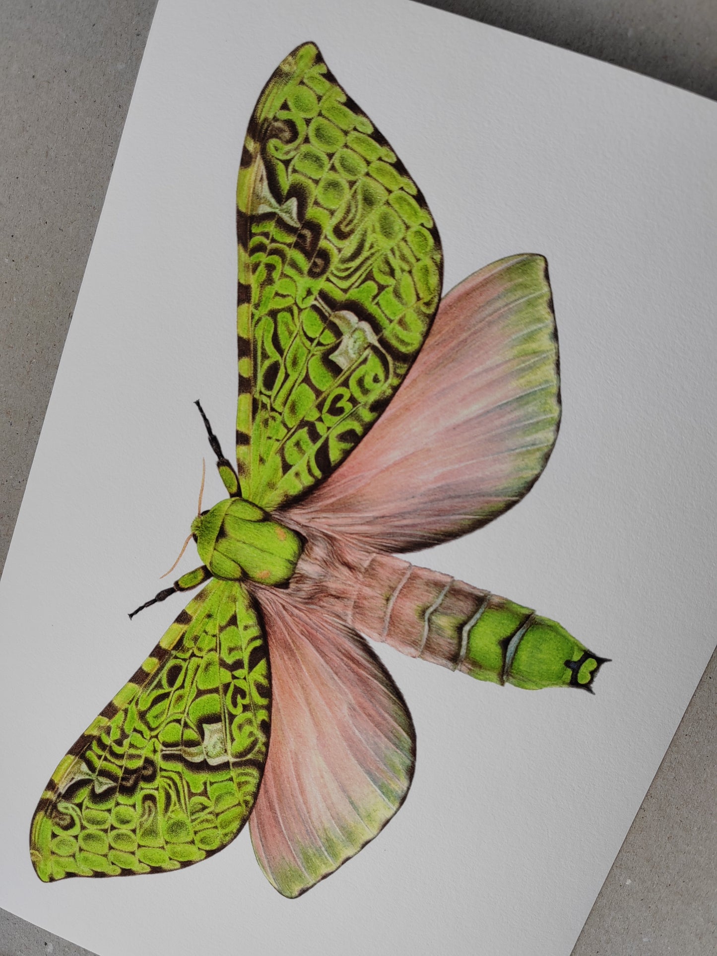Aenetus virescens, Pūriri Moth, A4 size limited edition art print
