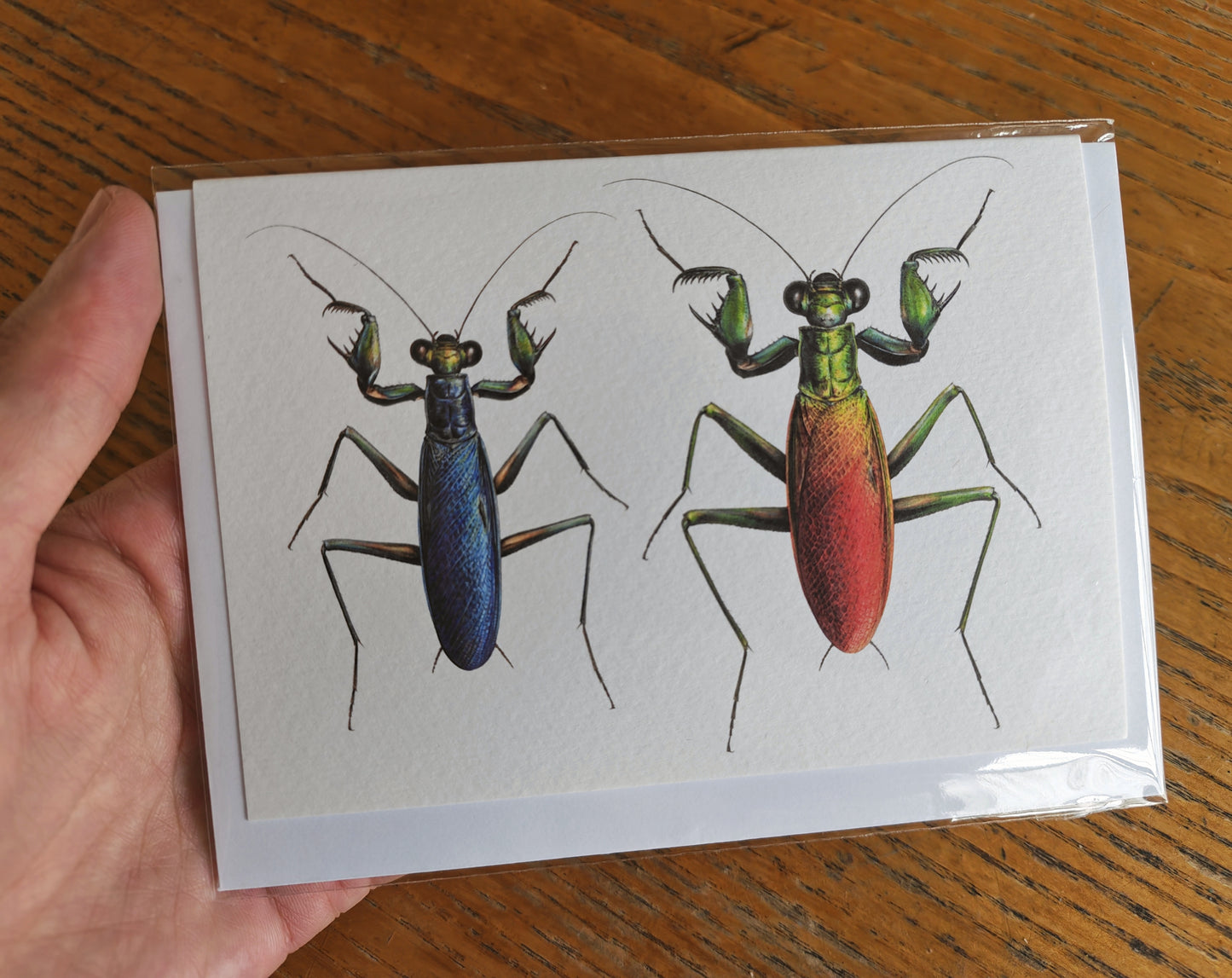 Metallyticus splendidus, greetings card, metallic bark mantis male & female