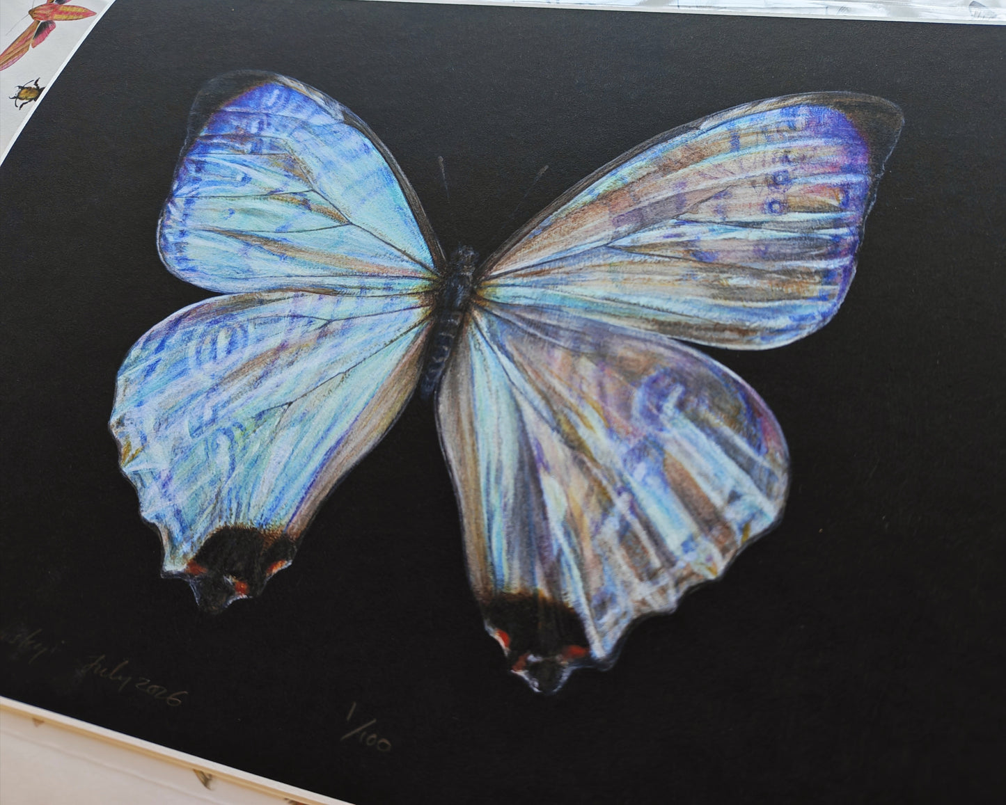 Morpho sulkowskyi limited edition art print