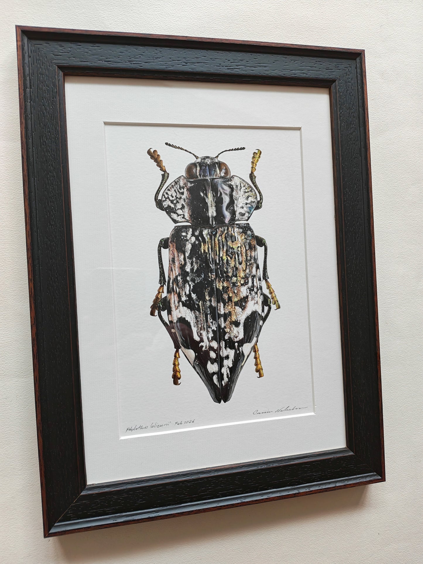 Polybothris lelieurii, Jewel Beetle. Framed Original artwork