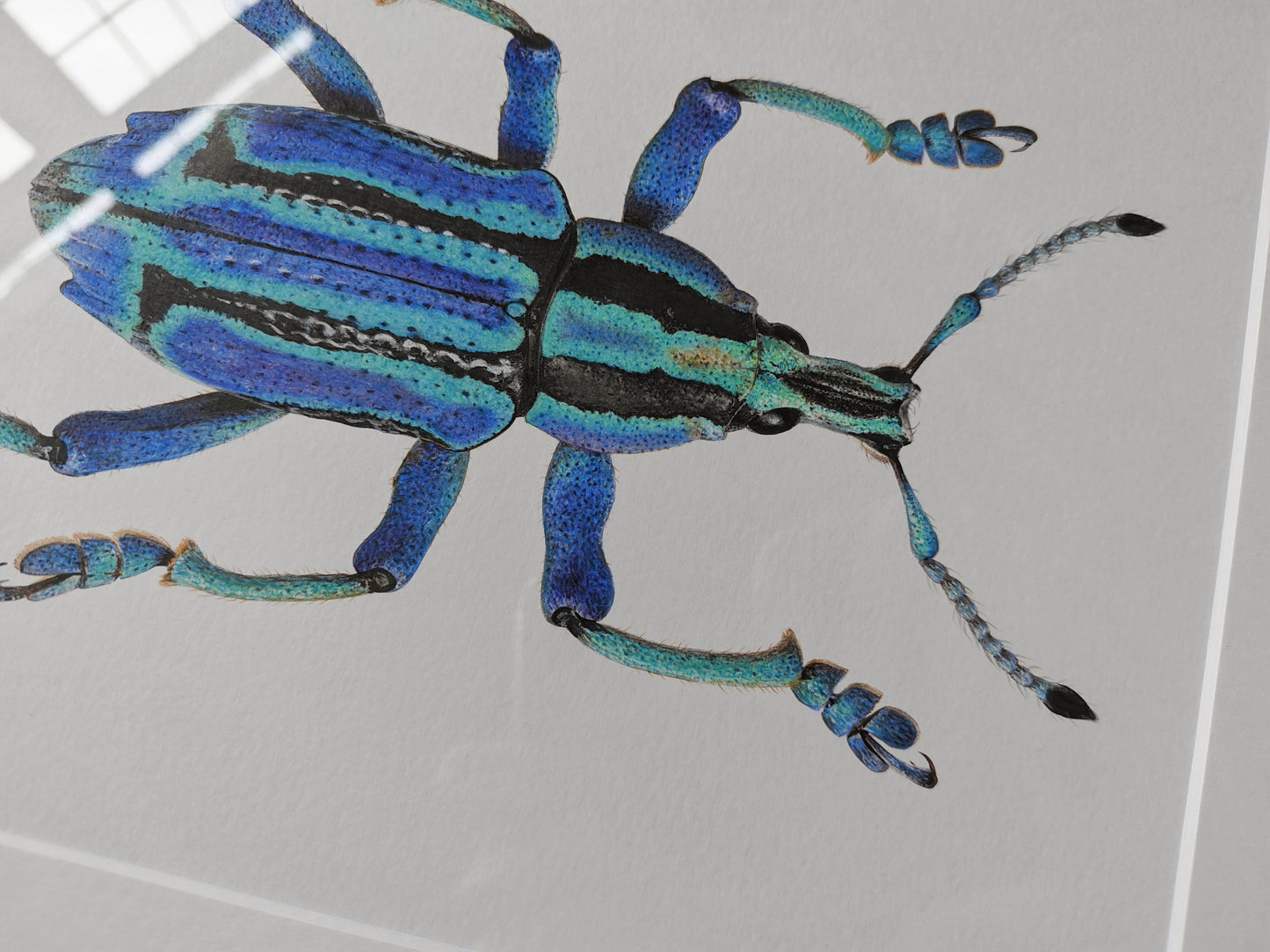 Eupholus bennetti, Blue Weevil from Papua New Guinea. Framed original artwork