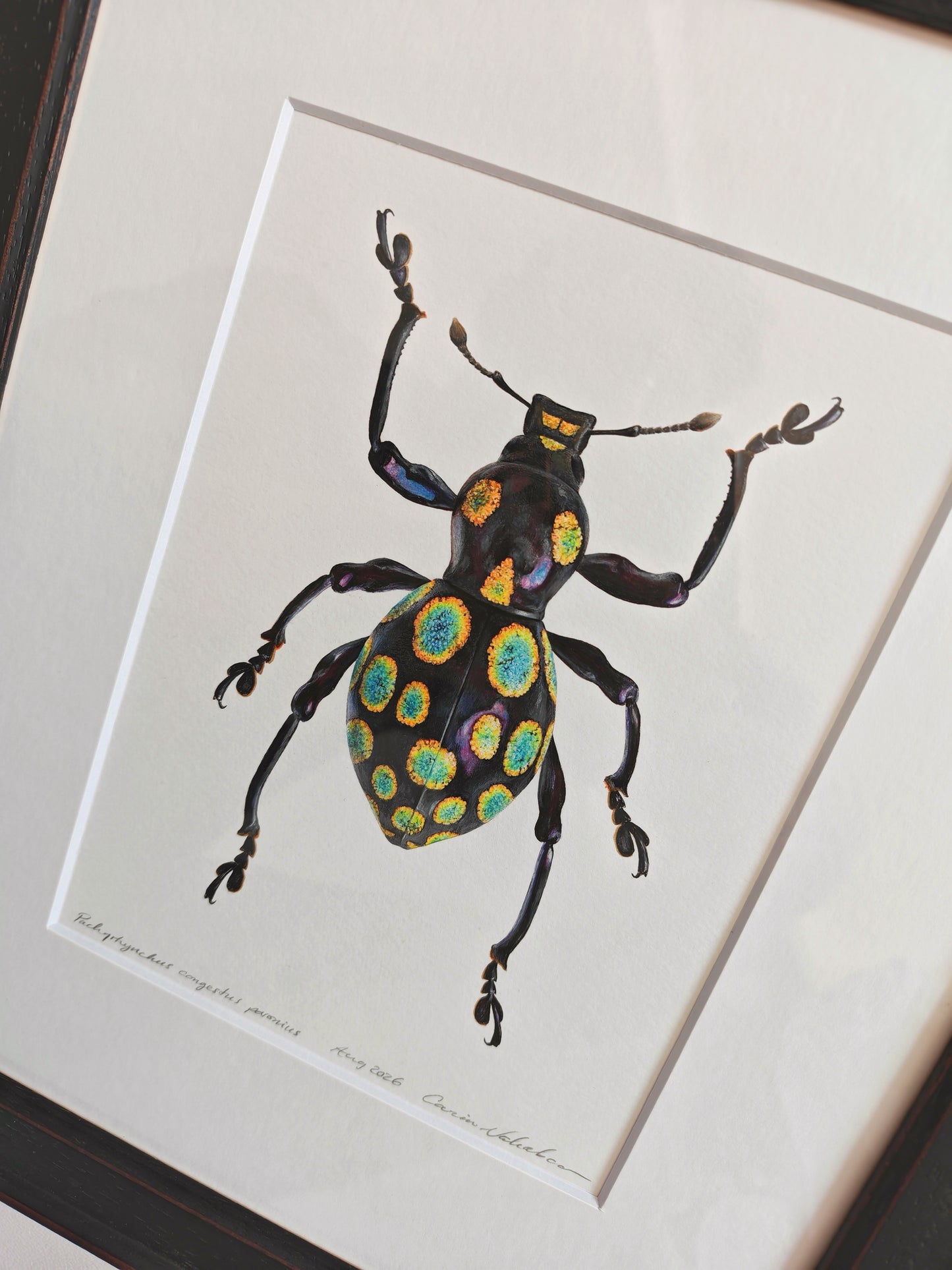 Pachyrhynchus congestus pavonius, weevil. Framed  Original hand drawn artwork