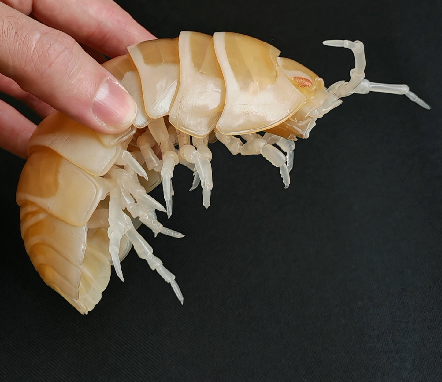 Dangomushi - Isopod, Woodlouse, Pillbug figures! Various options, Japanese exclusives.