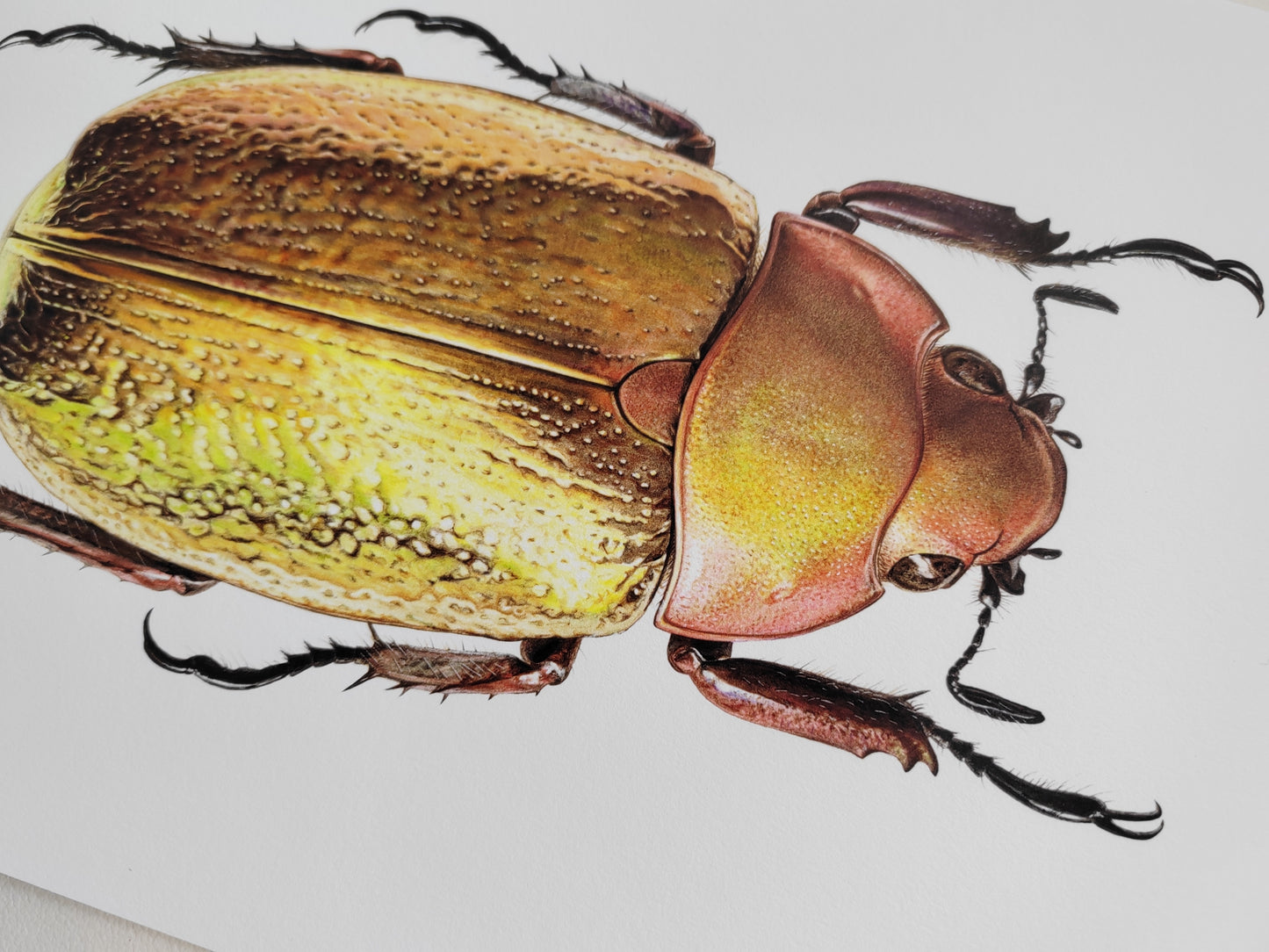 Chrysina boucardi, Gold form Jewel Scarab, A4 size limited edition art print