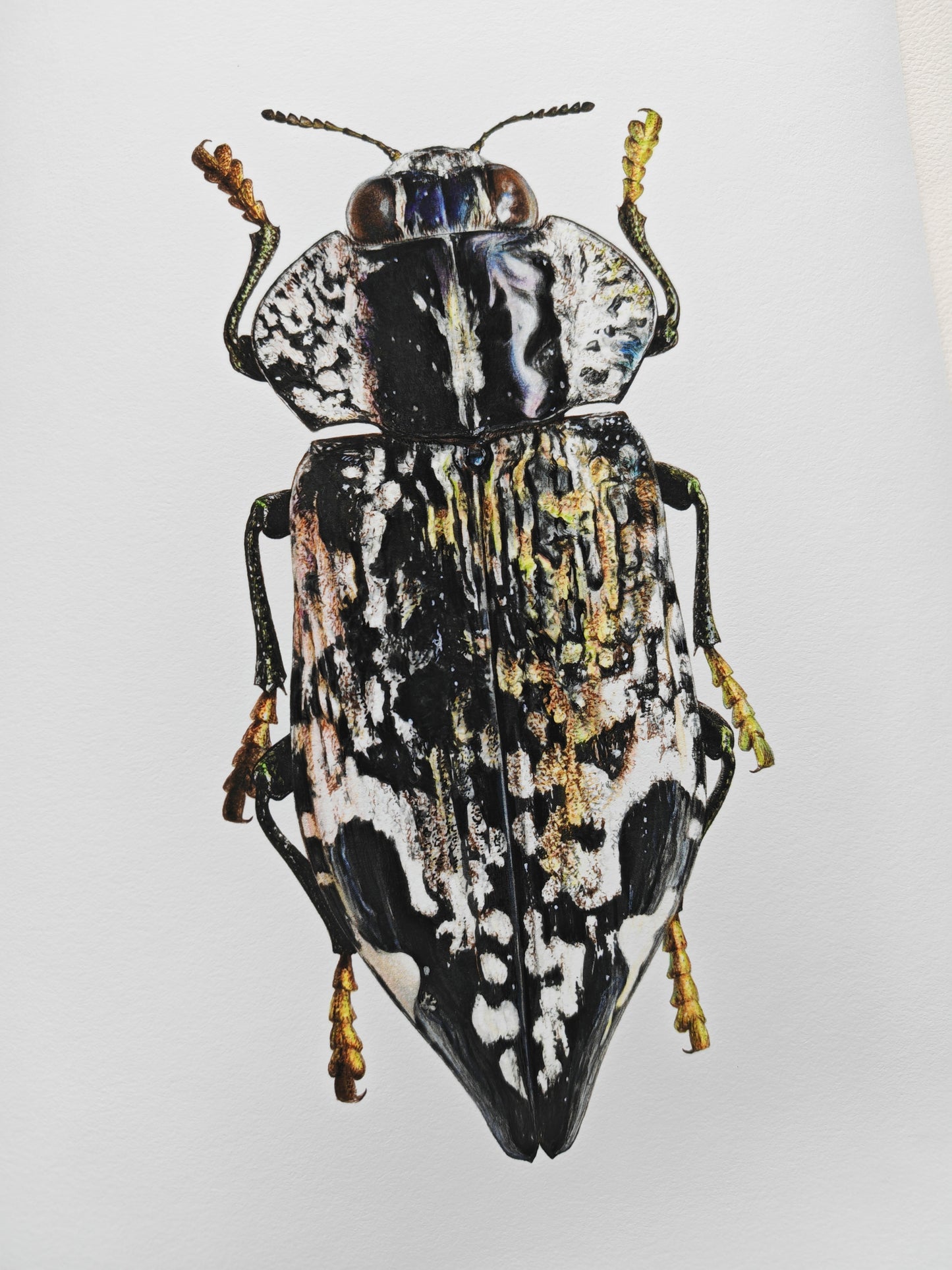 Polybothris lelieurii, Jewel Beetle. A4 size Limited edition art print