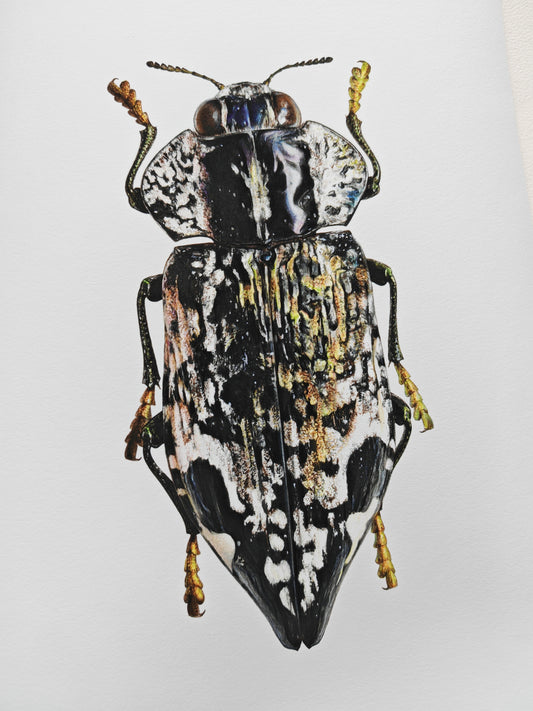Polybothris lelieurii, Jewel Beetle. A4 size Limited edition art print