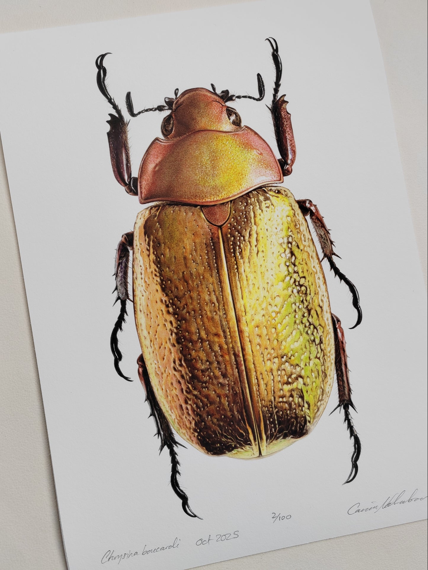 Chrysina boucardi, Gold form Jewel Scarab, A4 size limited edition art print