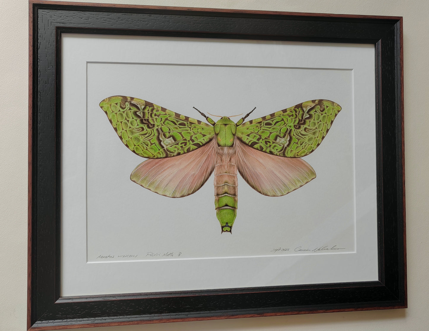 Aenetus virescens, Pūriri Moth, framed original artwork