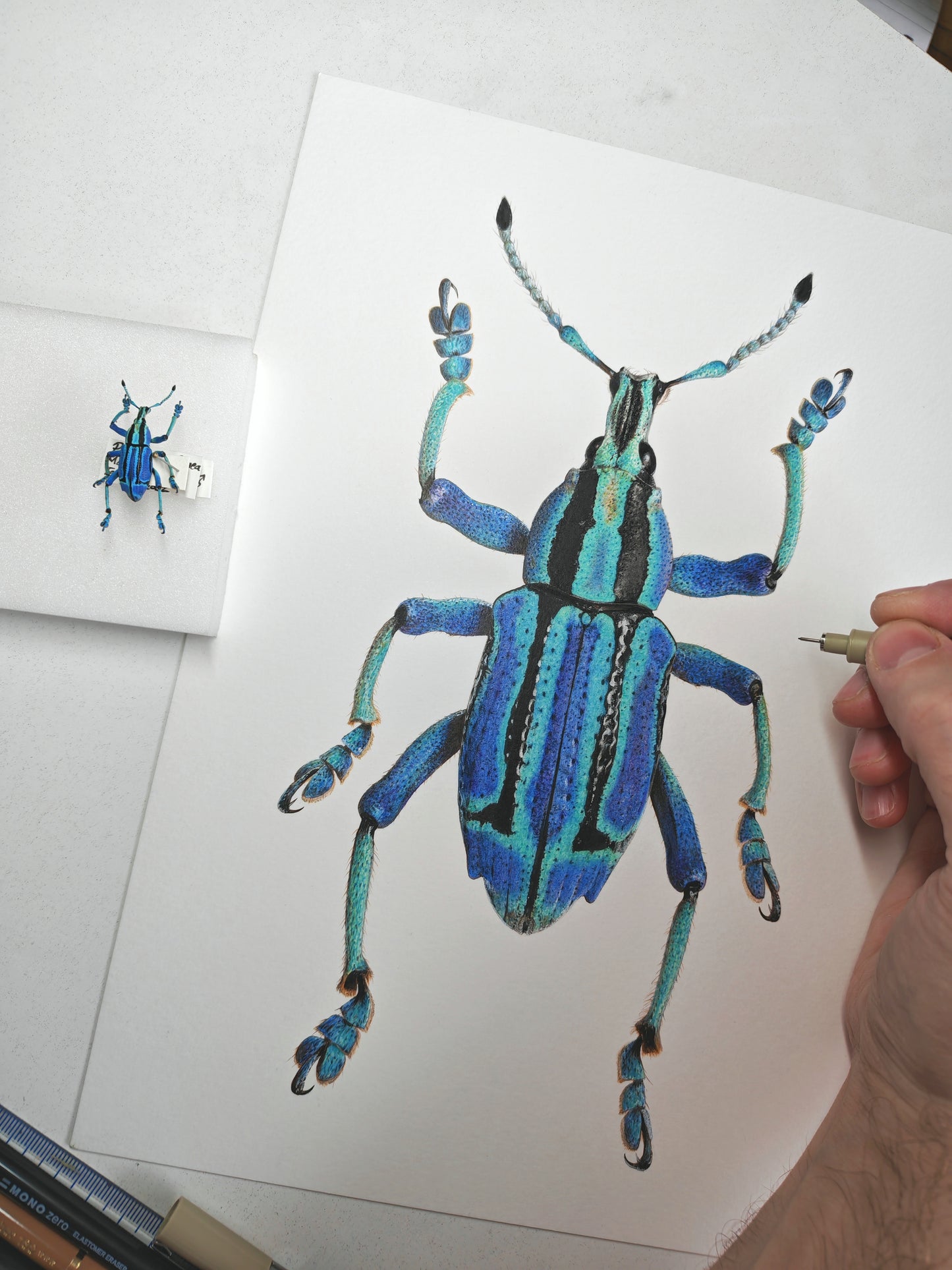 Eupholus bennetti, Blue Weevil limited edition art print