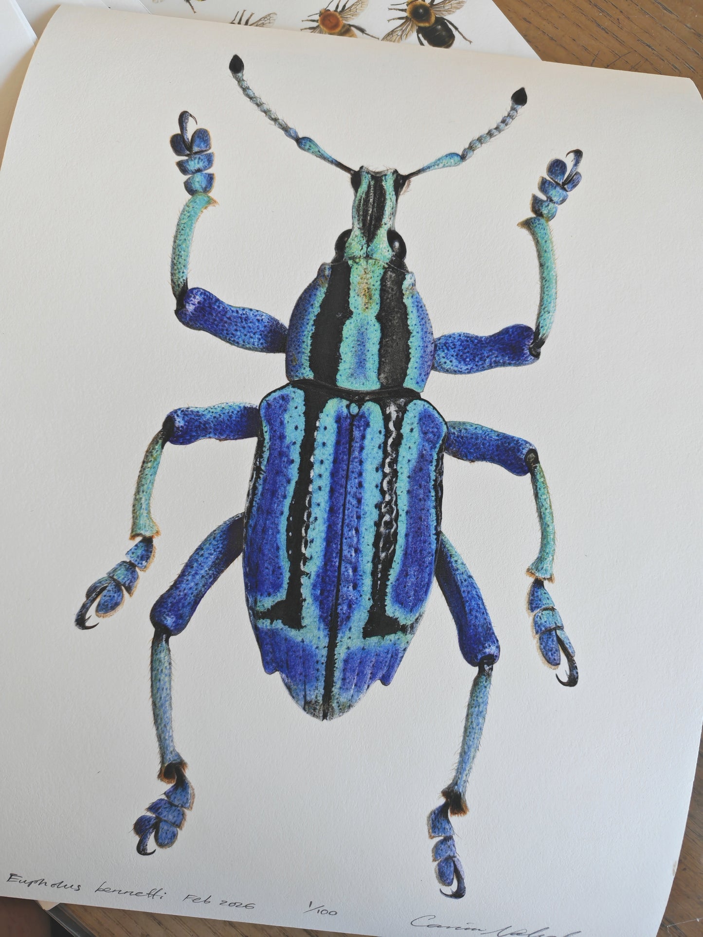 Eupholus bennetti, Blue Weevil limited edition art print