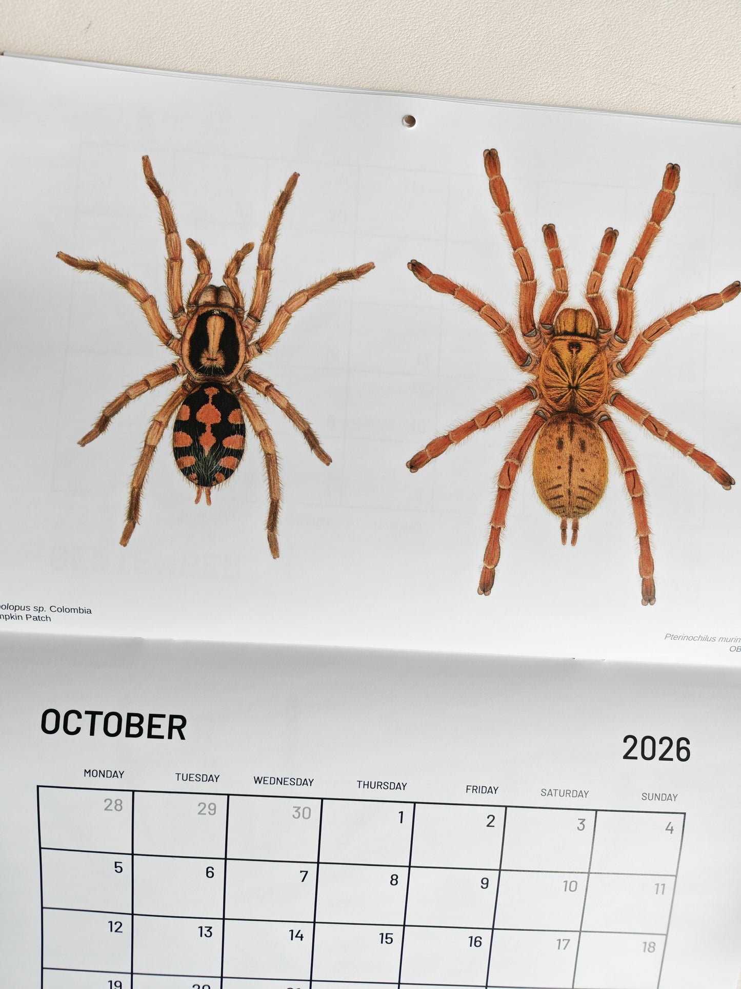 Tarantulas artwork calendar 2026