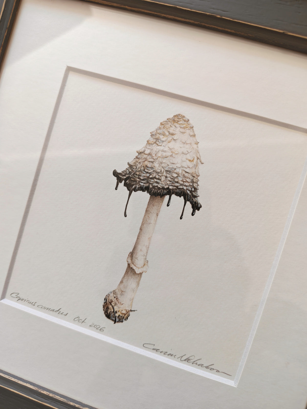 Shaggy Ink Cap mushroom framed original artwork. Coprinus comatus