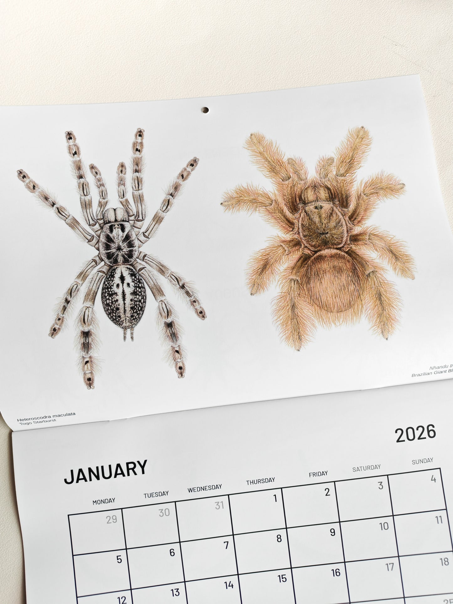 Tarantulas artwork calendar 2026
