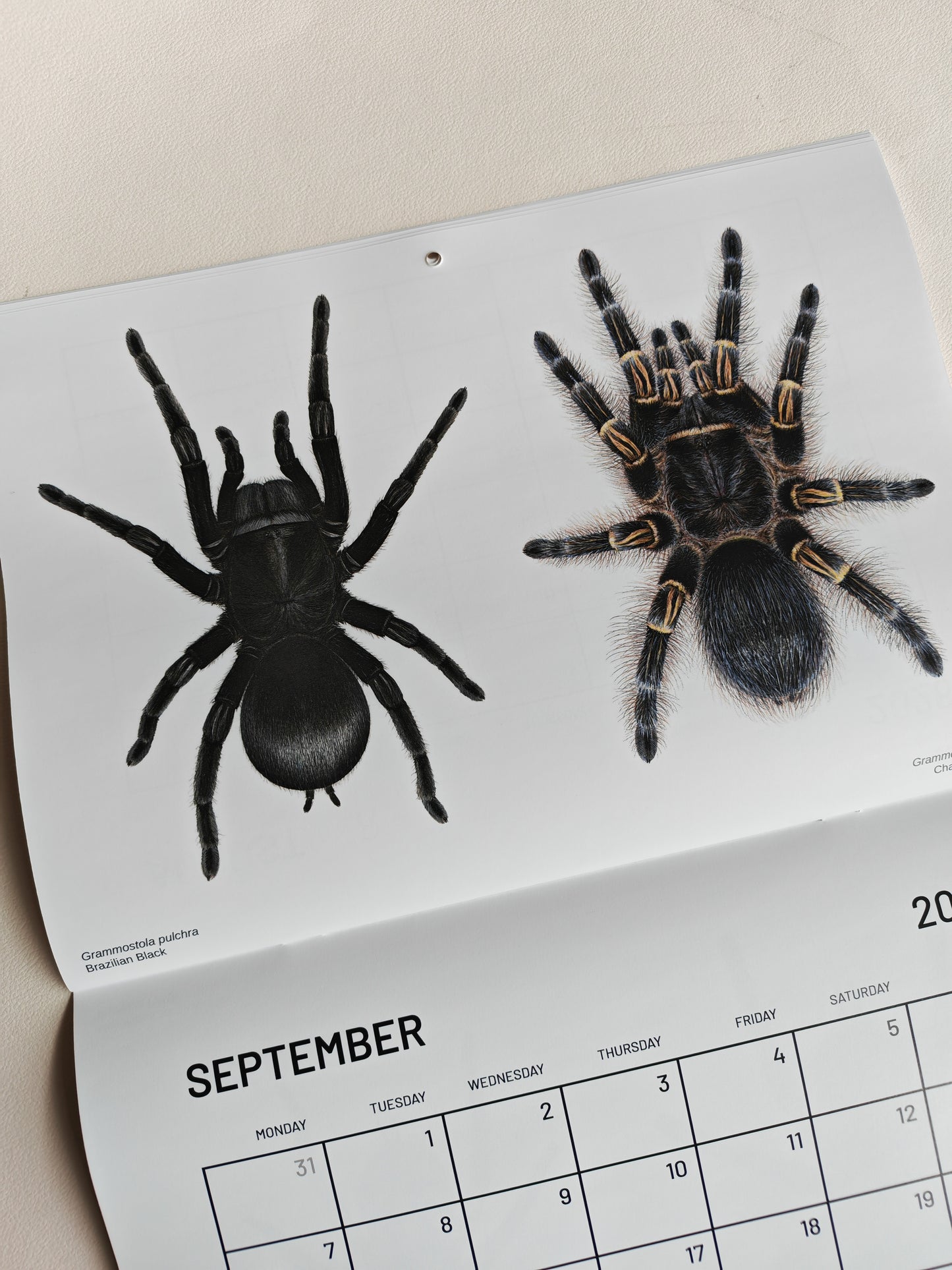 Tarantulas artwork calendar 2026