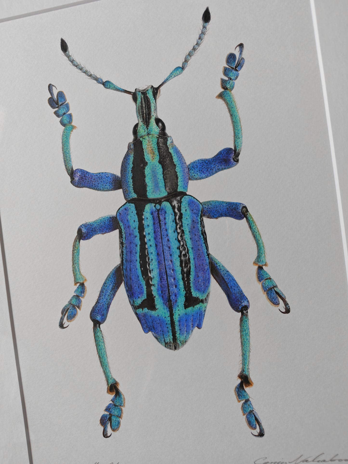 Eupholus bennetti, Blue Weevil from Papua New Guinea. Framed original artwork