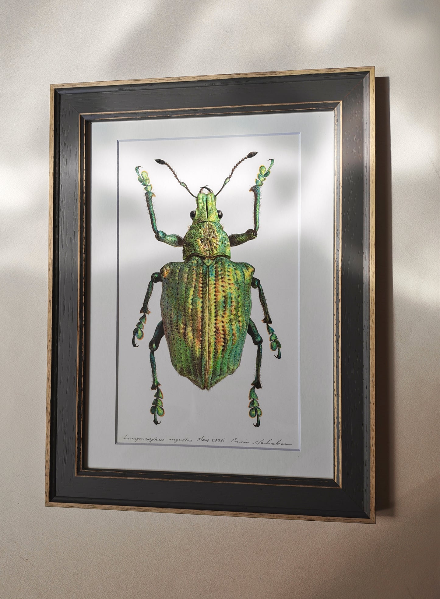 Lamprocyphus augustus, weevil framed original artwork