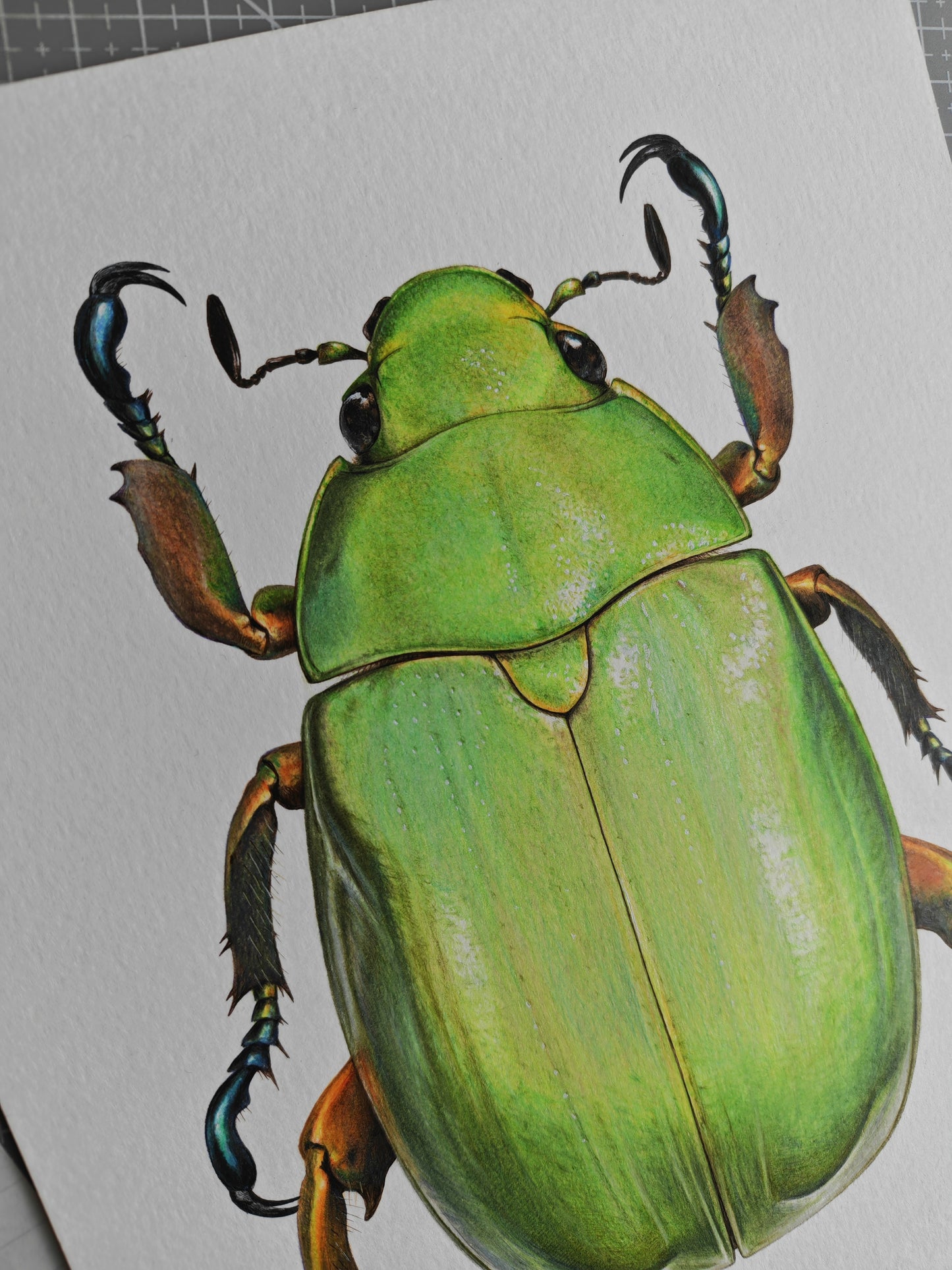 Chrysina alexae A4 size limited edition art print