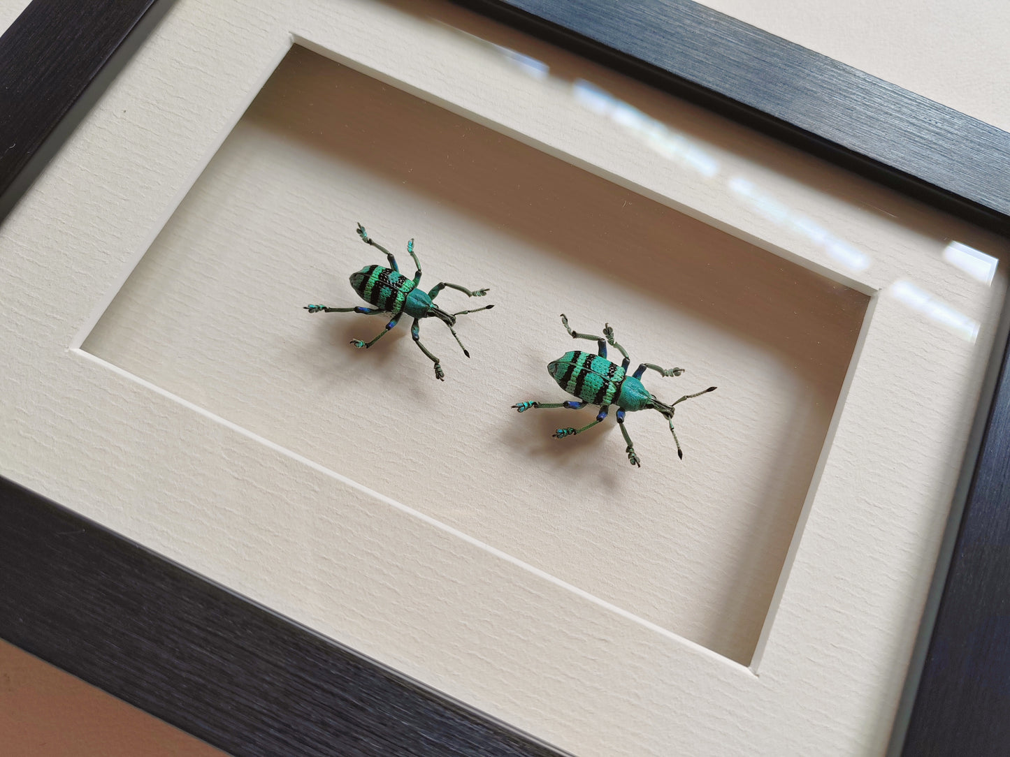 Framed Blue Weevils, Eupholus real specimens