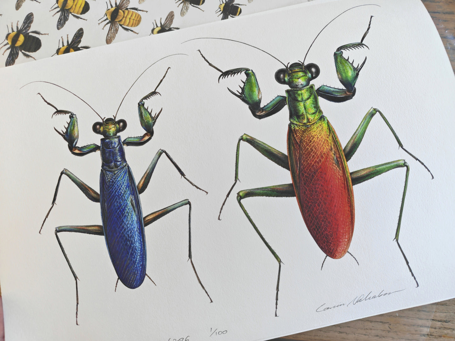 Metallyticus splendidus, metallic bark mantis Male & Female pair. A4 sized limited edition art print
