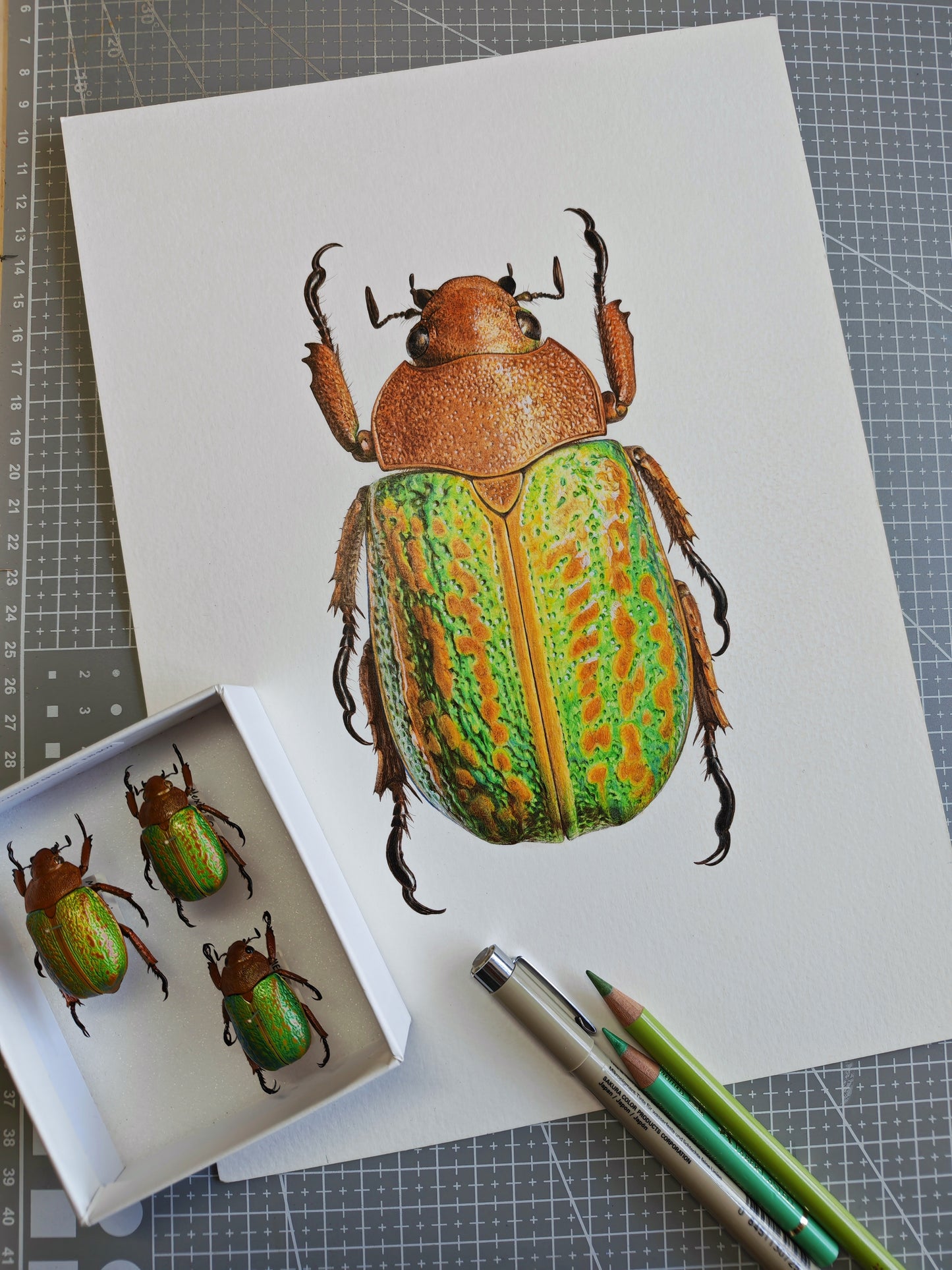 Chrysina victorina, Jewel Scarab. Framed Original hand drawn artwork