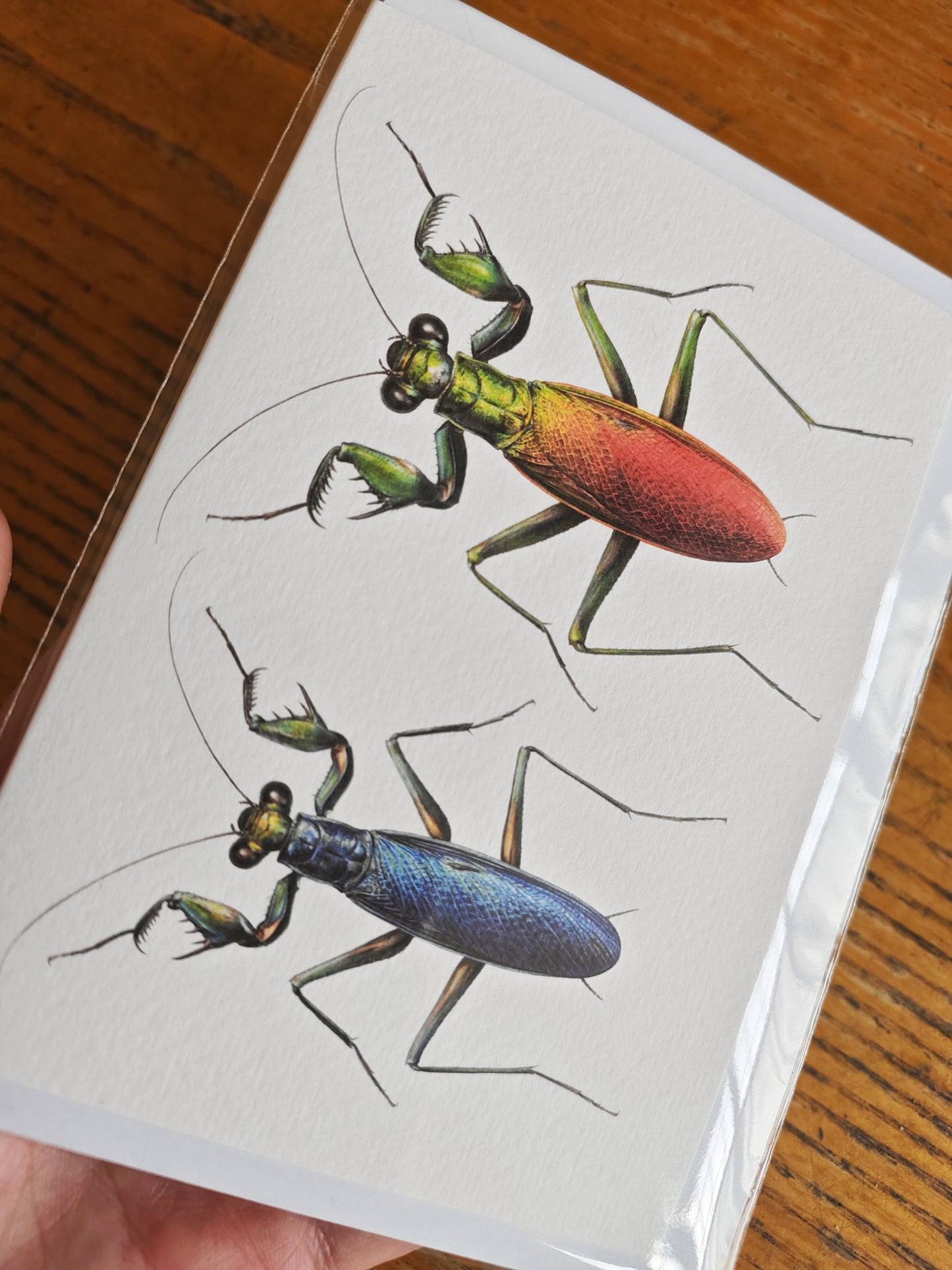 Metallyticus splendidus, greetings card, metallic bark mantis male & female