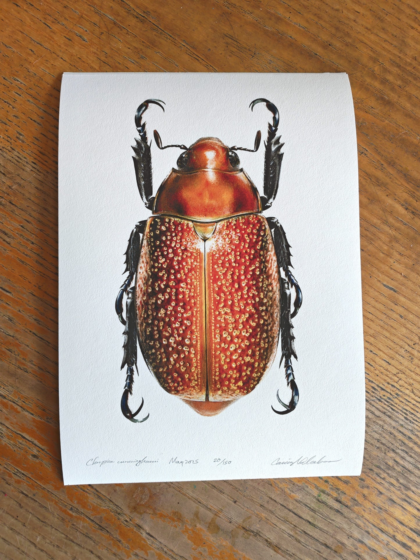 Chrysina cunninghami - limited edition art print, Jewel Scarab. A4 size