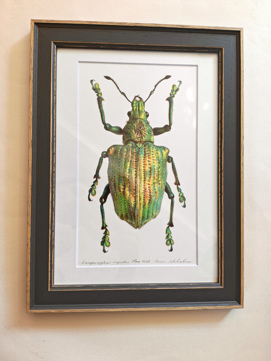 Lamprocyphus augustus, weevil framed original artwork