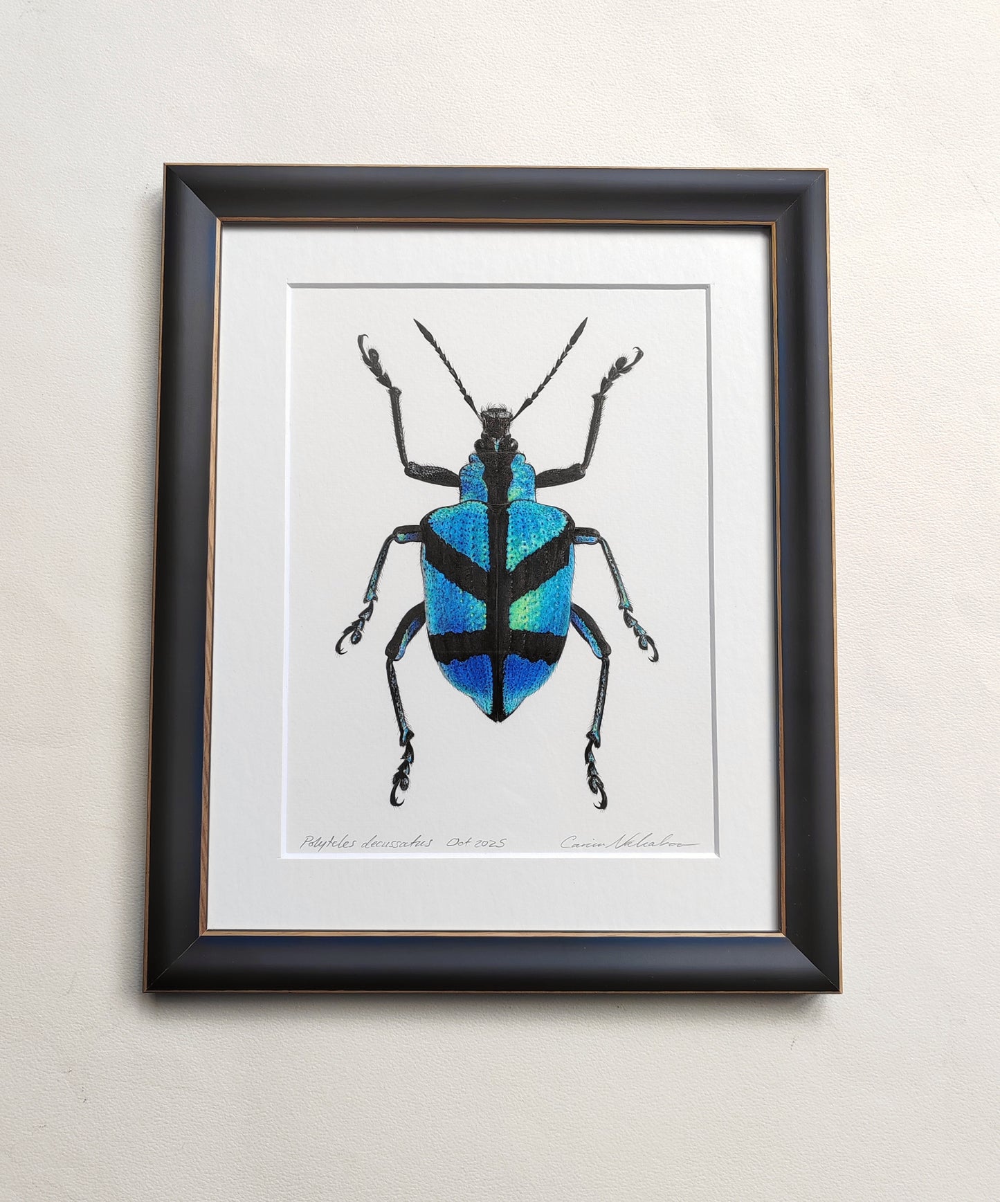 Polyteles decussatus, Blue Weevil framed original artwork