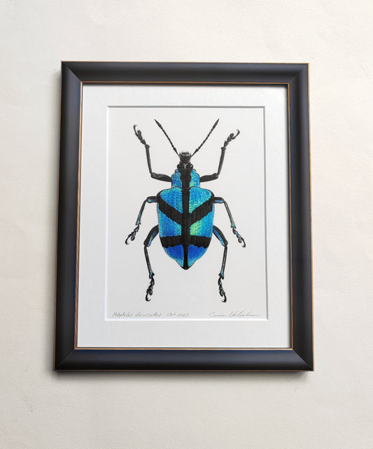 Polyteles decussatus, Blue Weevil framed original artwork