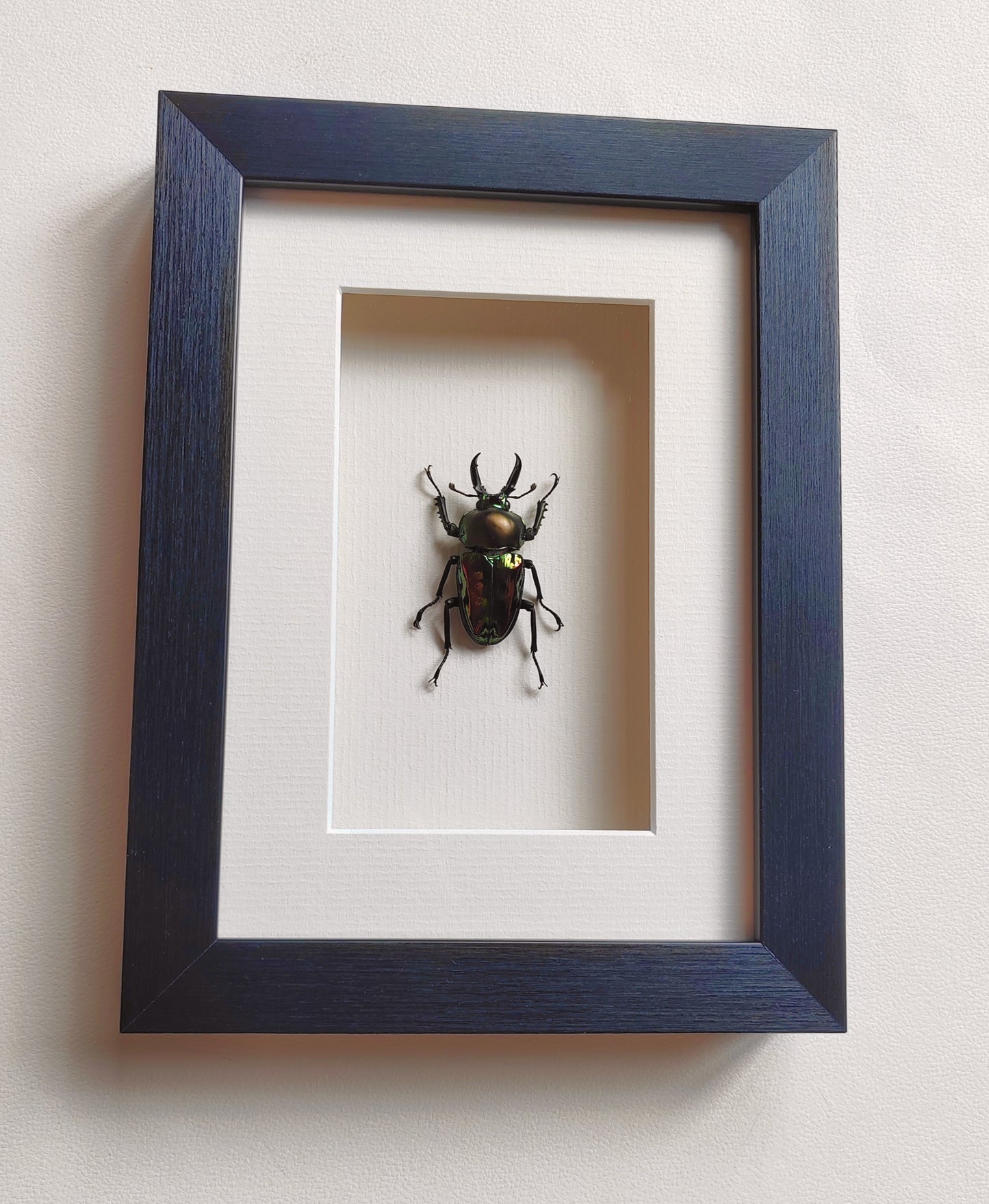 Phalacrognathus muelleri  male, real framed specimen