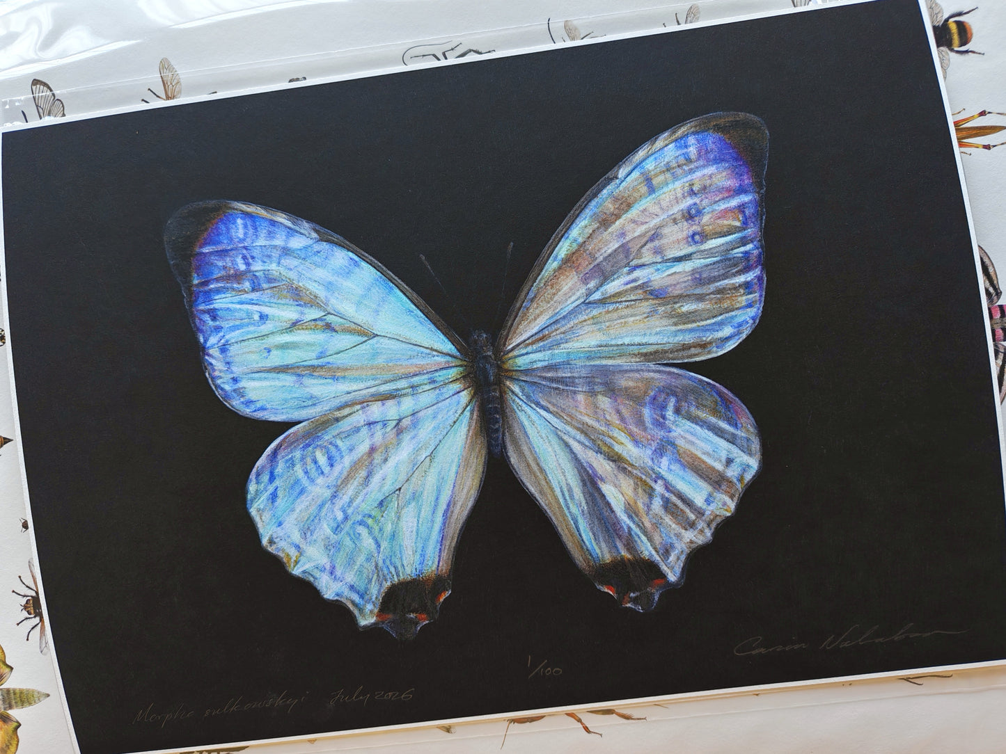 Morpho sulkowskyi limited edition art print