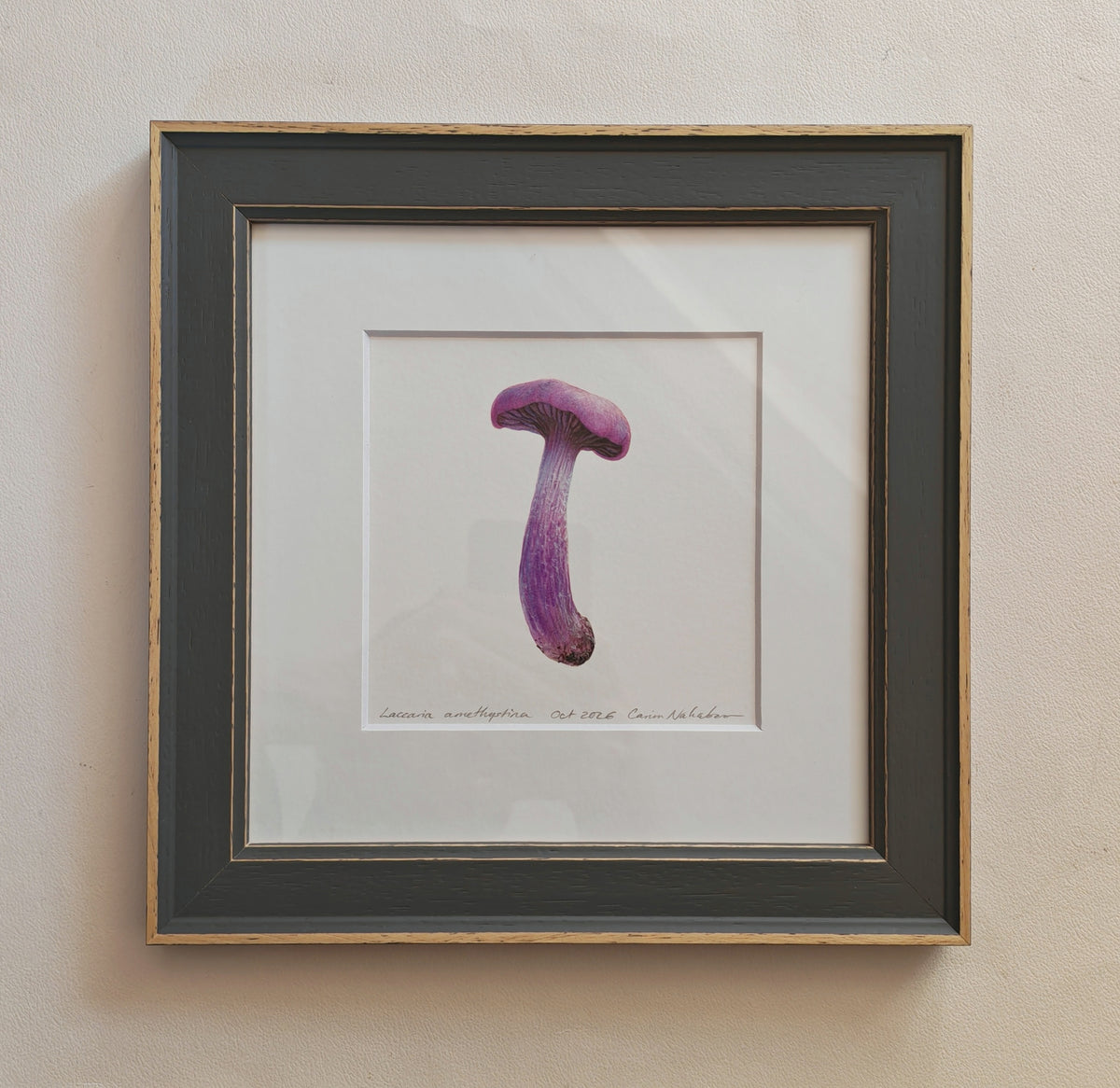 Amethyst Deceiver mushroom, framed original artwork. Laccaria amethystina