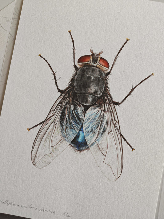 Calliphora vomitoria, Bluebottle fly, A4 size limited edition art print