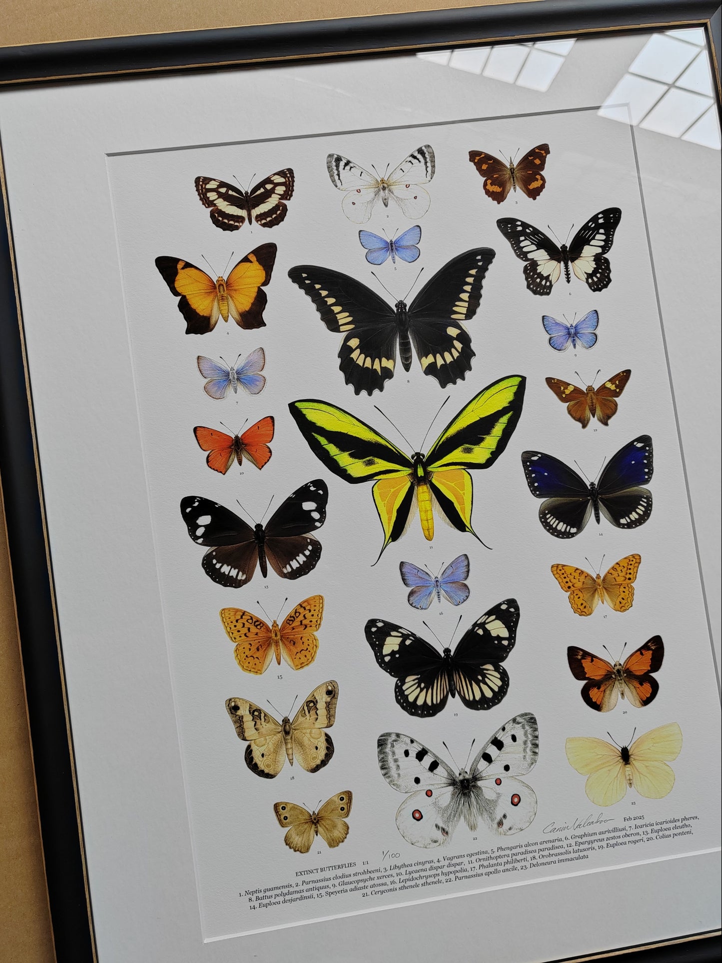 Extinct Butterflies, framed limited edition art print