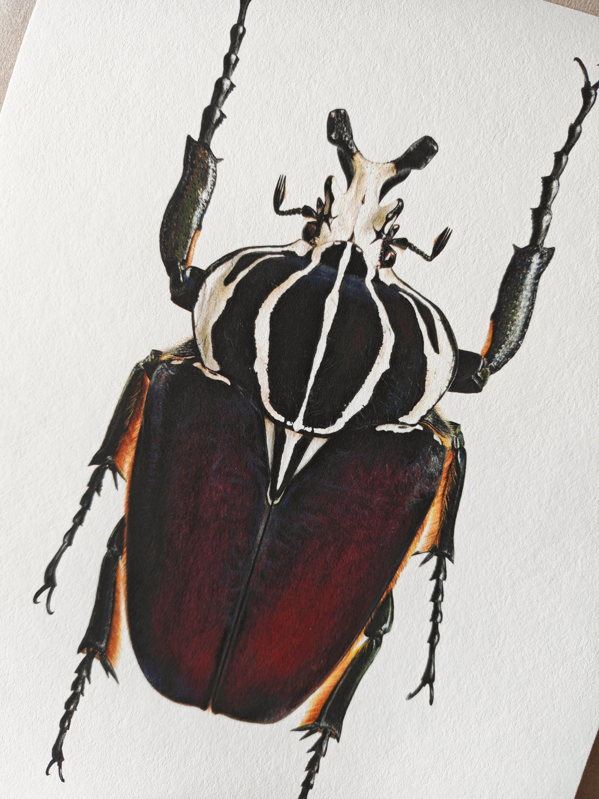 Goliathus goliatus A4 size limited edition art print