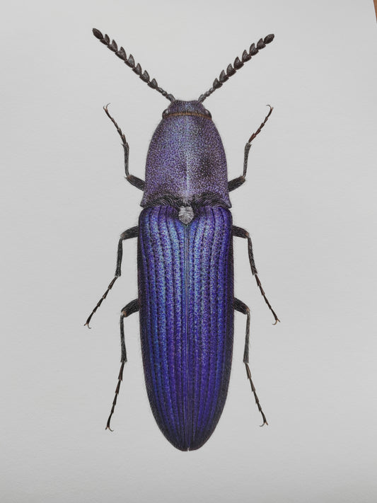 Limoniscus violaceus, Violet click beetle A4 size limited edition art print