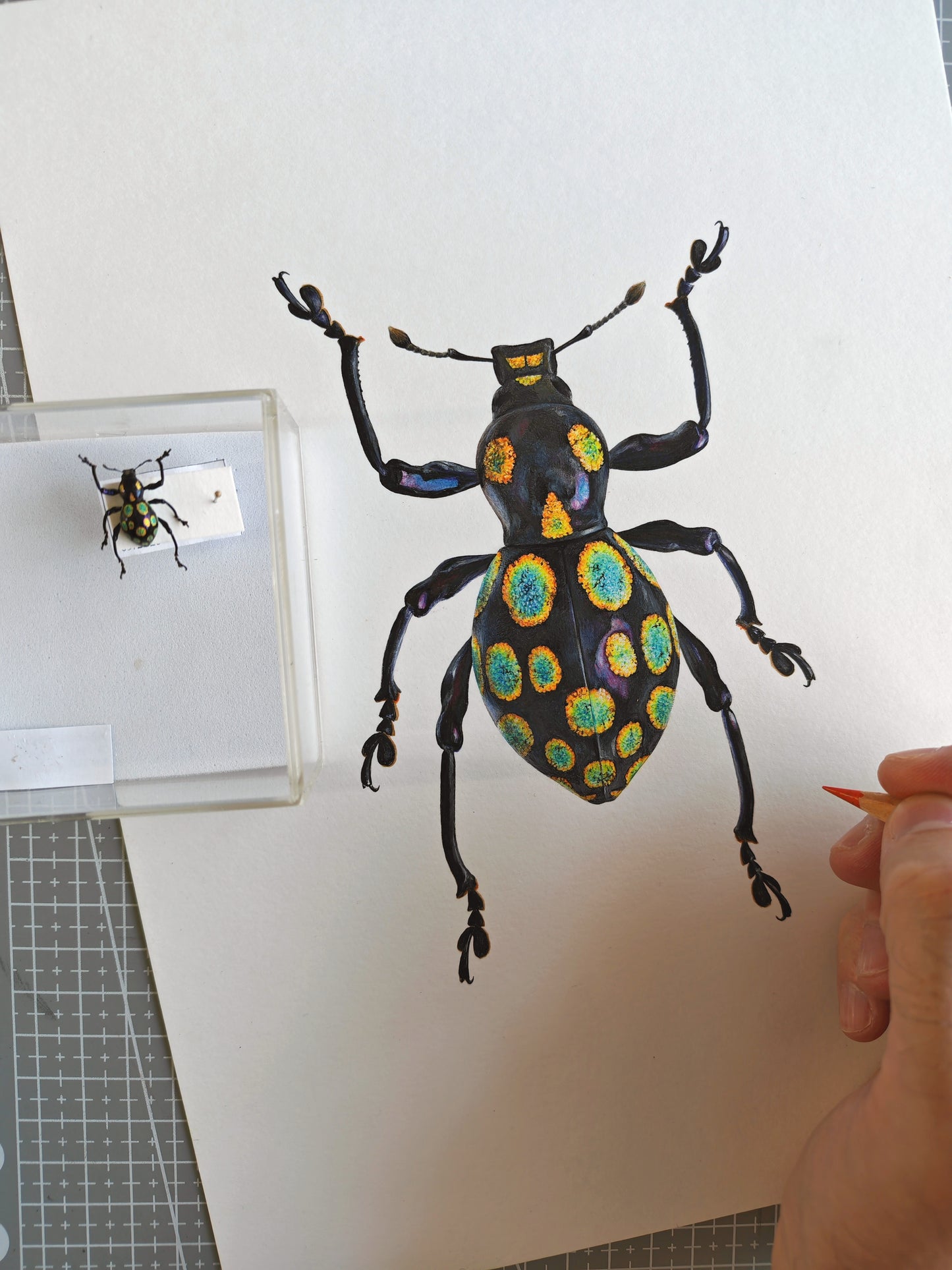 Pachyrhynchus congestus pavonius, weevil. Framed  Original hand drawn artwork