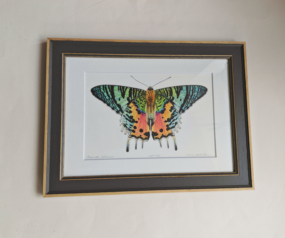 Sunset Moth, Chrysiridia ryphaeus, framed original artwork