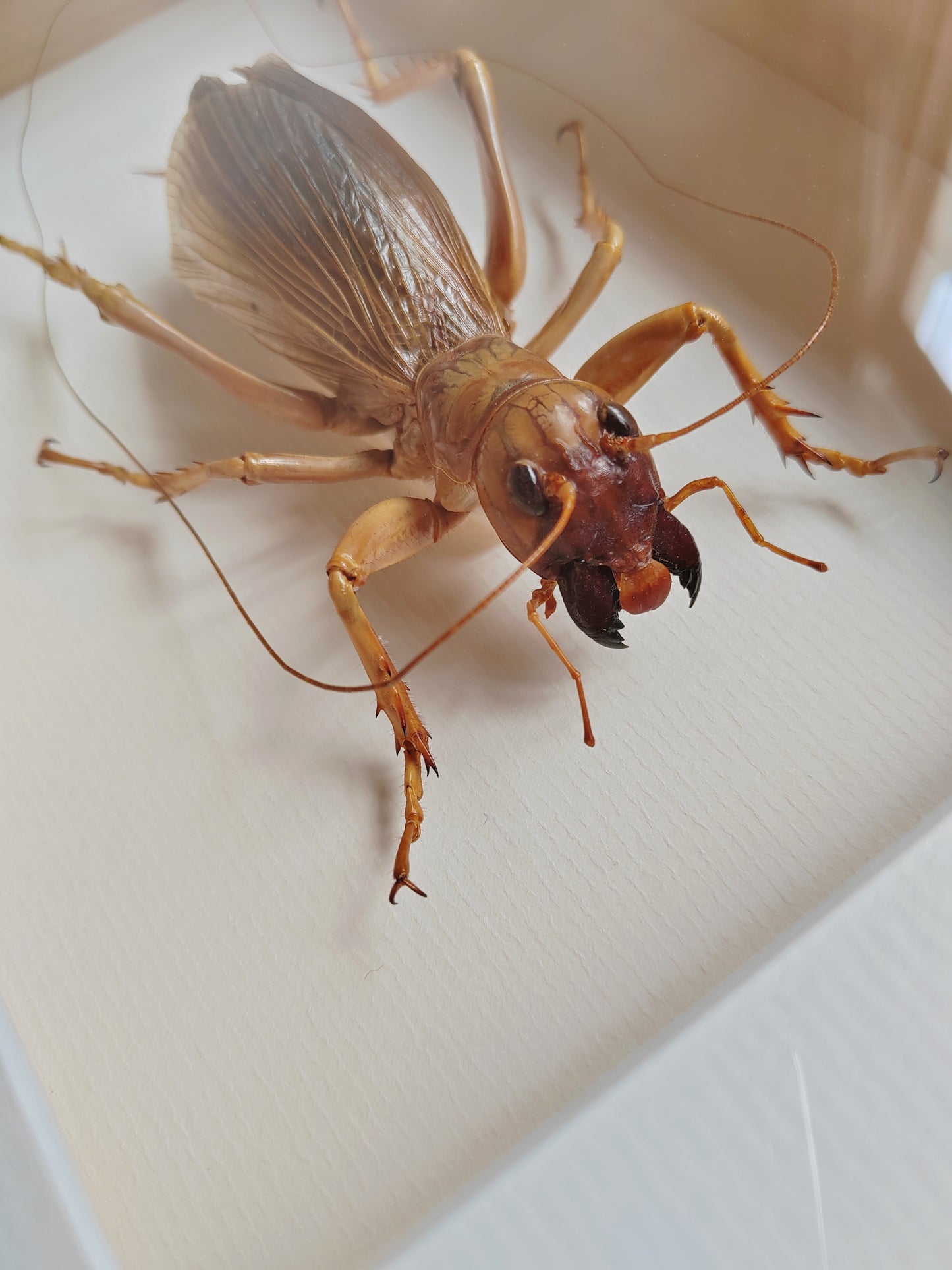 Sia ferox, Huge female - Bulldog Raspy Cricket, real framed specimen