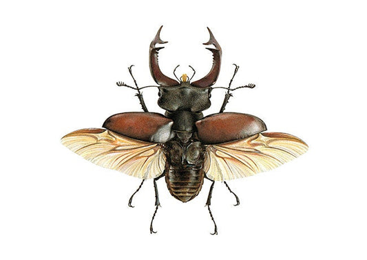 Lucanus cervus - A4 Size Limited edition archival print