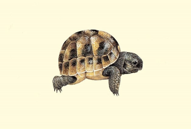Baby Hermann's Tortoise - Testudo hermanni A5 size limited edition print
