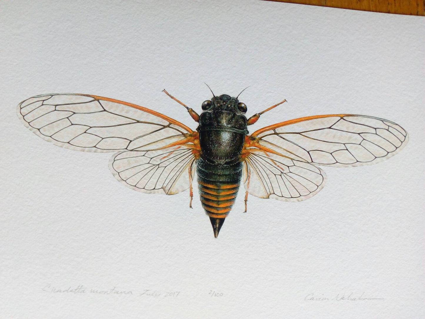 Limited edition A4 size print - Cicadetta montana, New Forest Cicada